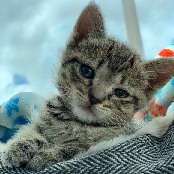 Meet the Posher Other - Meet your Posher, Lauren